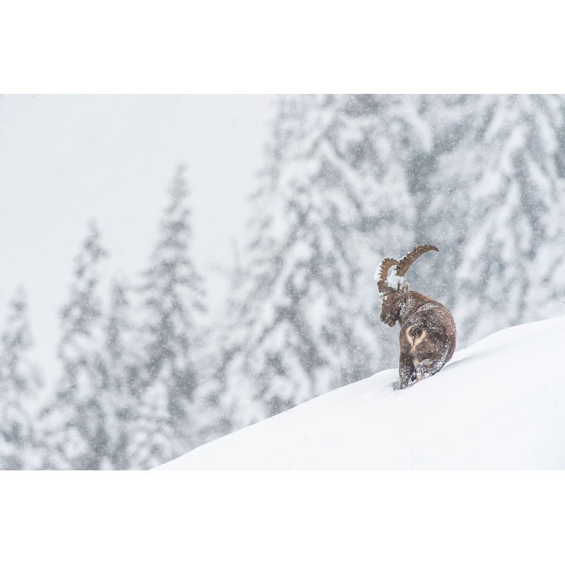 Bouquetin des Alpes sous la neige par Cyril Doche - Galerie 361