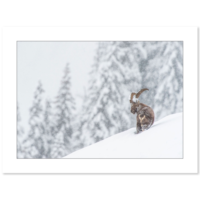 Bouquetin des Alpes sous la neige par Cyril Doche - Galerie 361