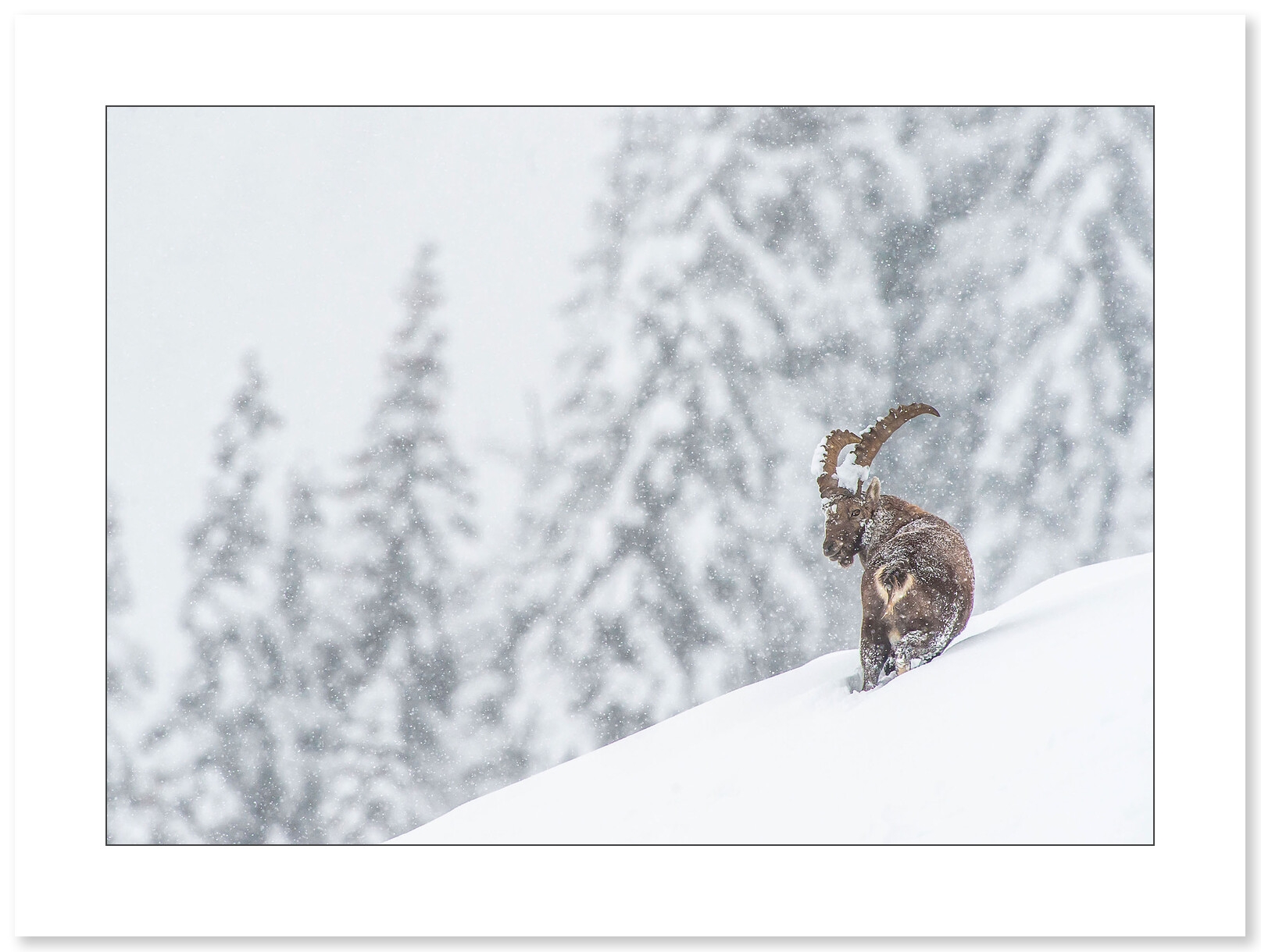 Bouquetin des Alpes sous la neige par Cyril Doche - Galerie 361