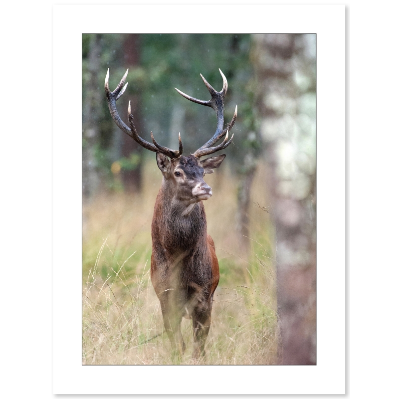 Cerf majestueux par Cyril Doche - Galerie 361