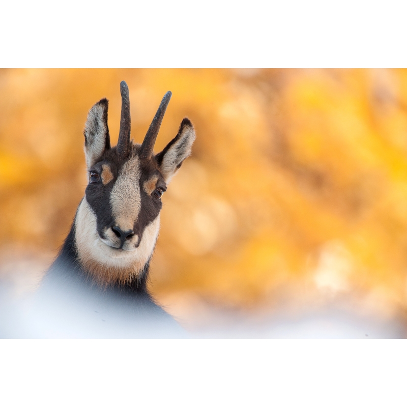 Chamois en automne par Cyril Doche - Galerie 361