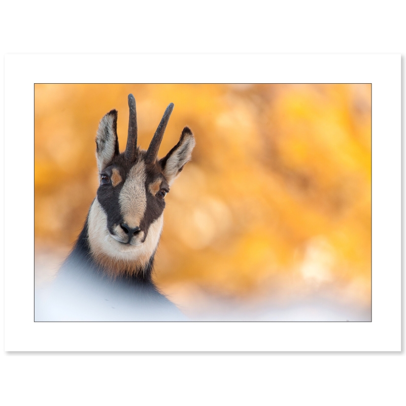 Chamois en automne par Cyril Doche - Galerie 361