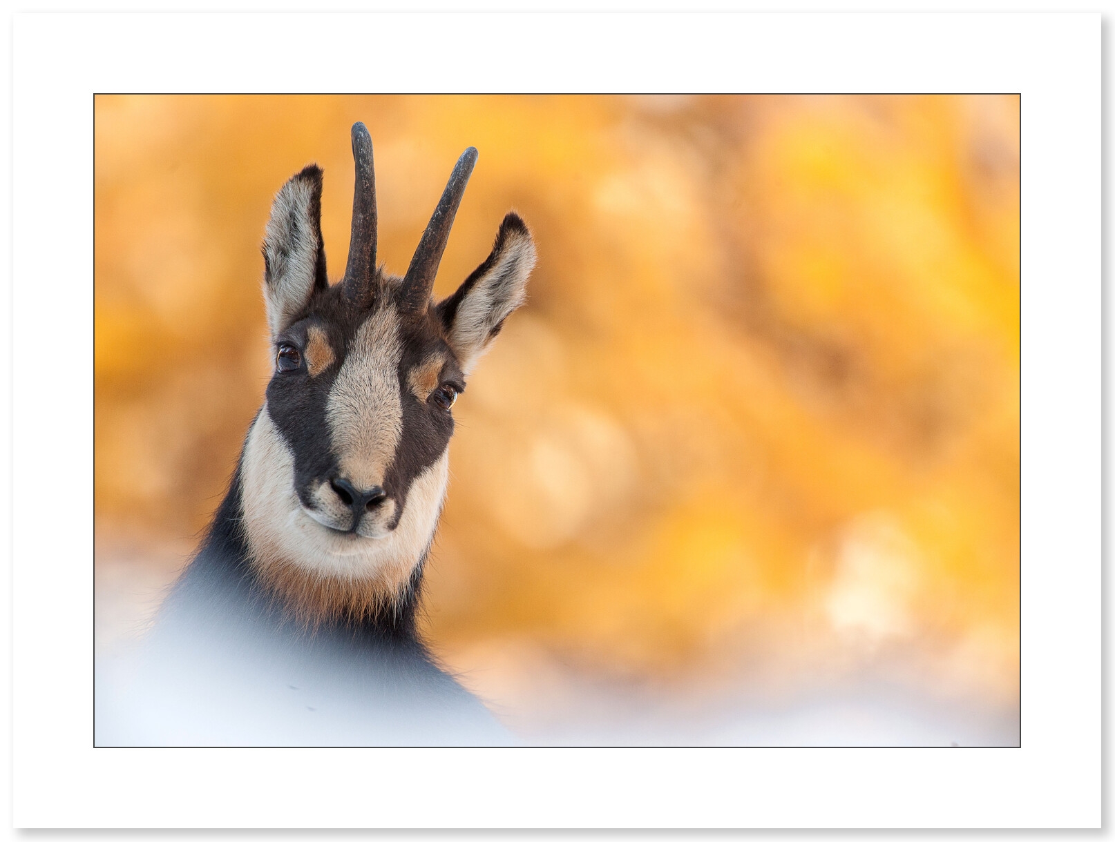 Chamois en automne par Cyril Doche - Galerie 361