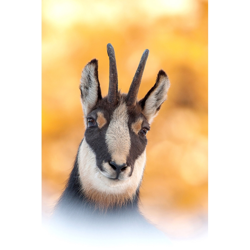 Chamois en automne par Cyril Doche - Galerie 361