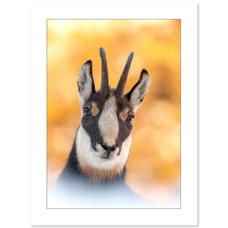 Chamois en automne par Cyril Doche - Galerie 361