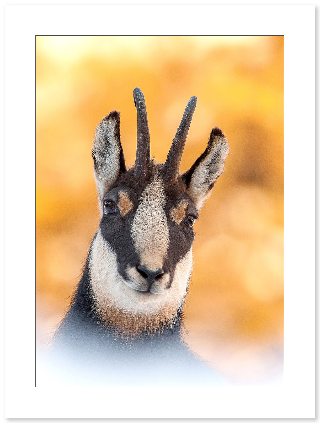 Chamois en automne par Cyril Doche - Galerie 361