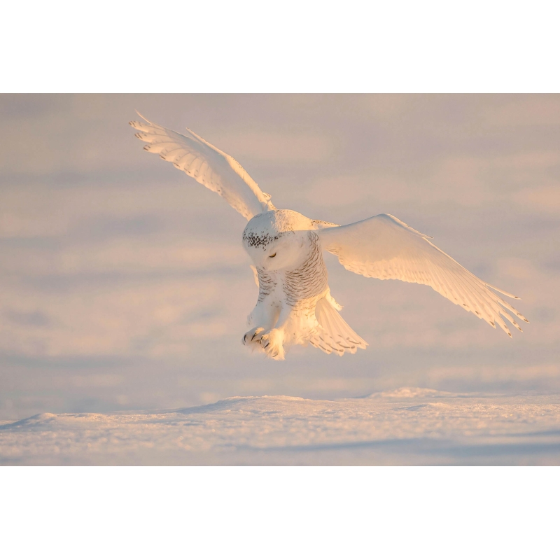 Harfang des neiges par le photographe Cyril Doche