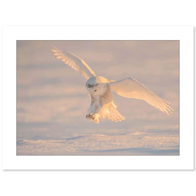 Harfang des neiges par le photographe Cyril Doche