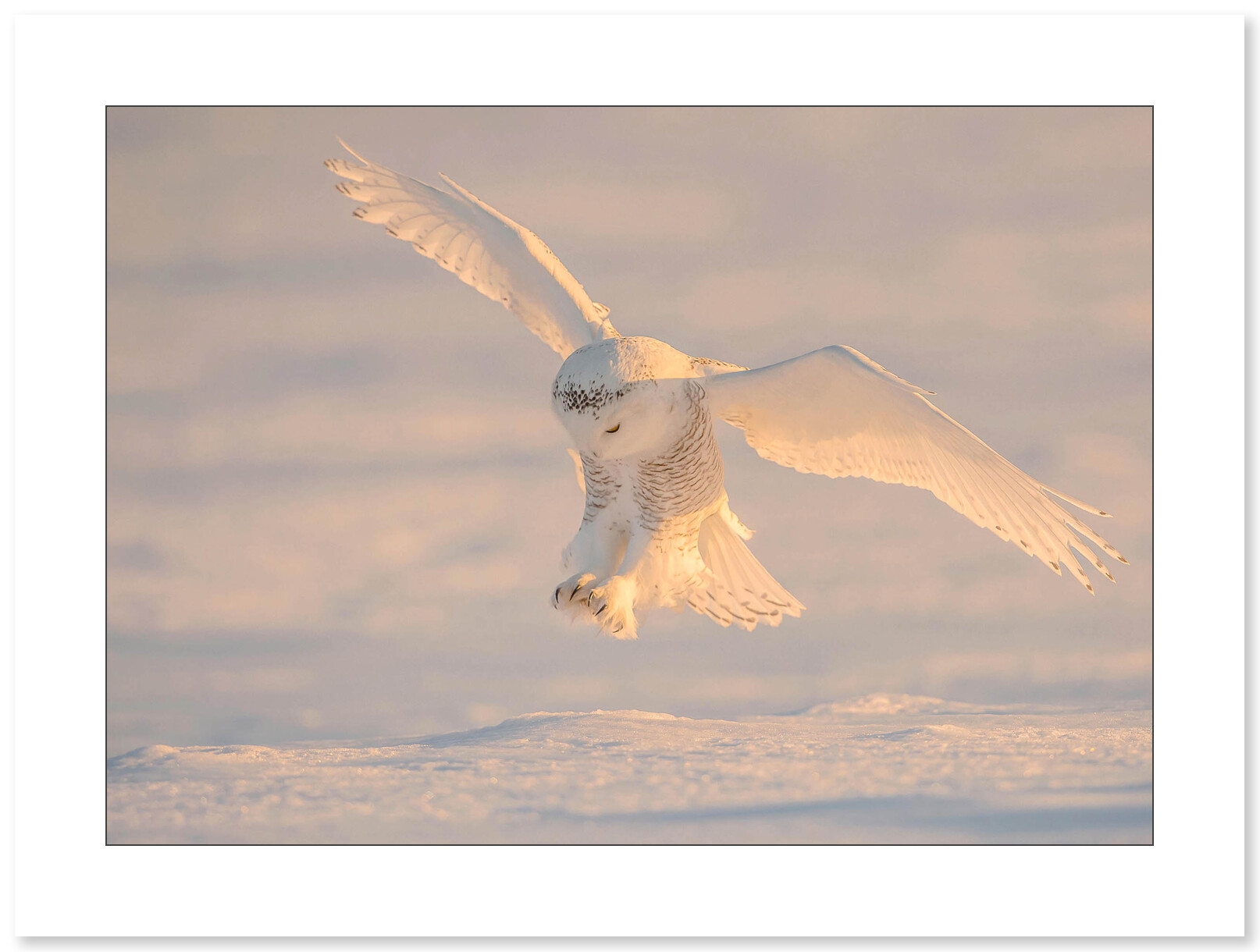 Harfang des neiges par le photographe Cyril Doche