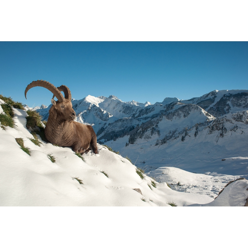 Bouquetins des alpespar le photographe Cyril Doche