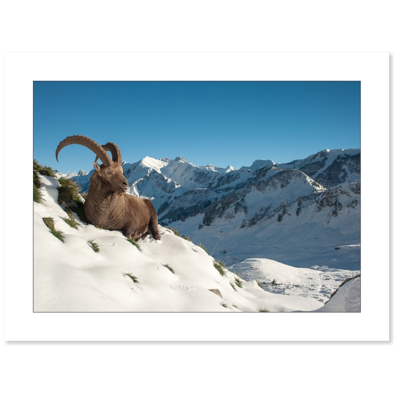 Bouquetins des alpespar le photographe Cyril Doche