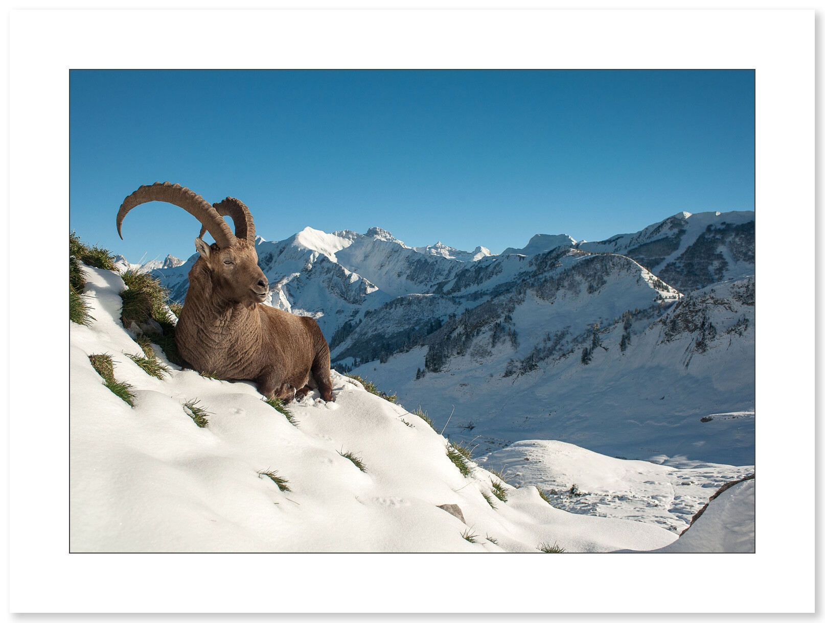 Bouquetins des alpespar le photographe Cyril Doche