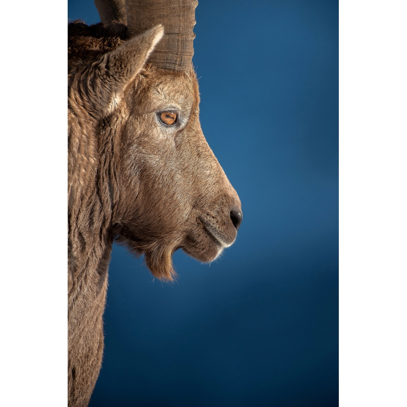 Portrait de bouquetin par Cyril Doche