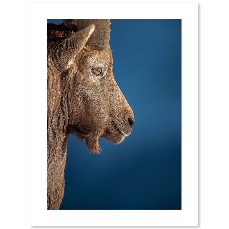 Portrait de bouquetin par Cyril Doche