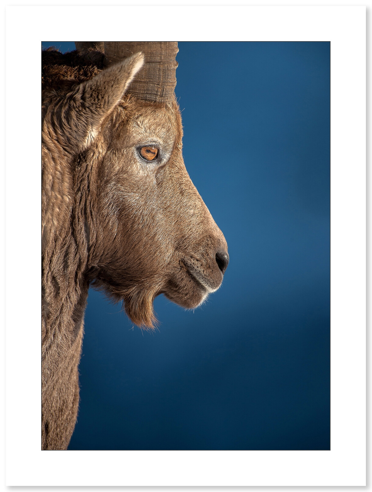 Portrait de bouquetin par Cyril Doche