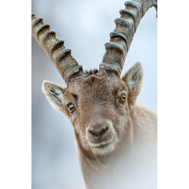 Bouquetin des alpes par le photographe Cyril Doche