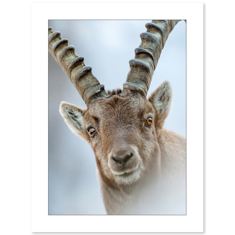 Bouquetin des alpes par le photographe Cyril Doche