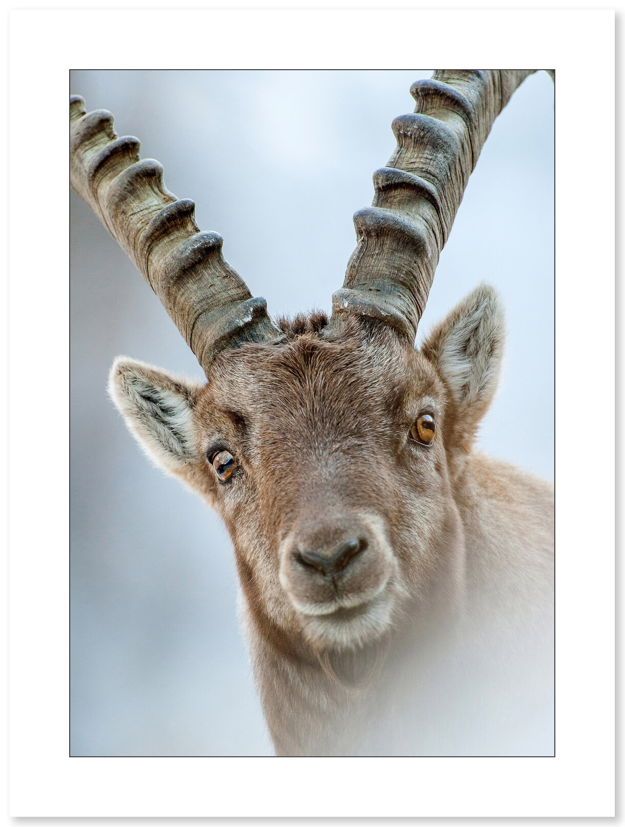 Bouquetin des alpes par le photographe Cyril Doche