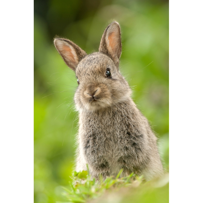 Lapin de garenne par Cyril Doche - Galerie 361