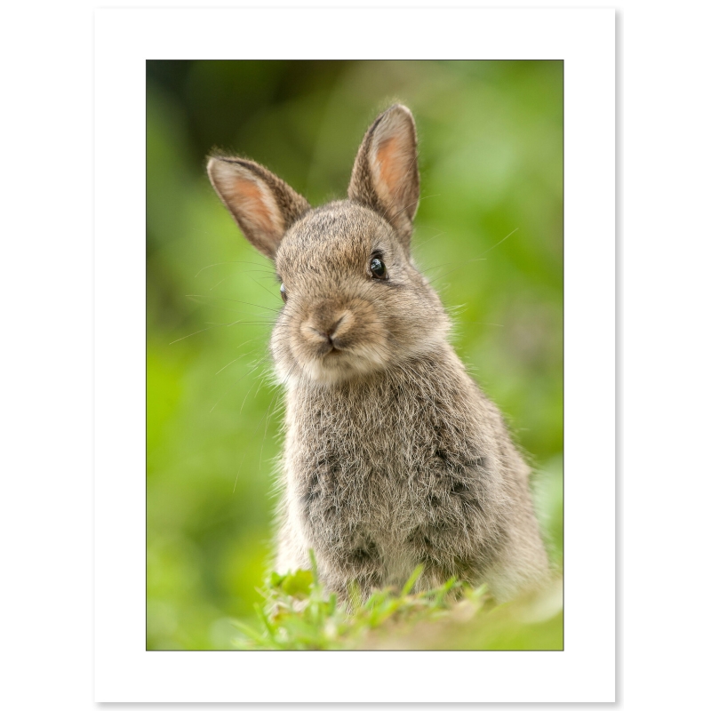 Lapin de garenne par Cyril Doche - Galerie 361