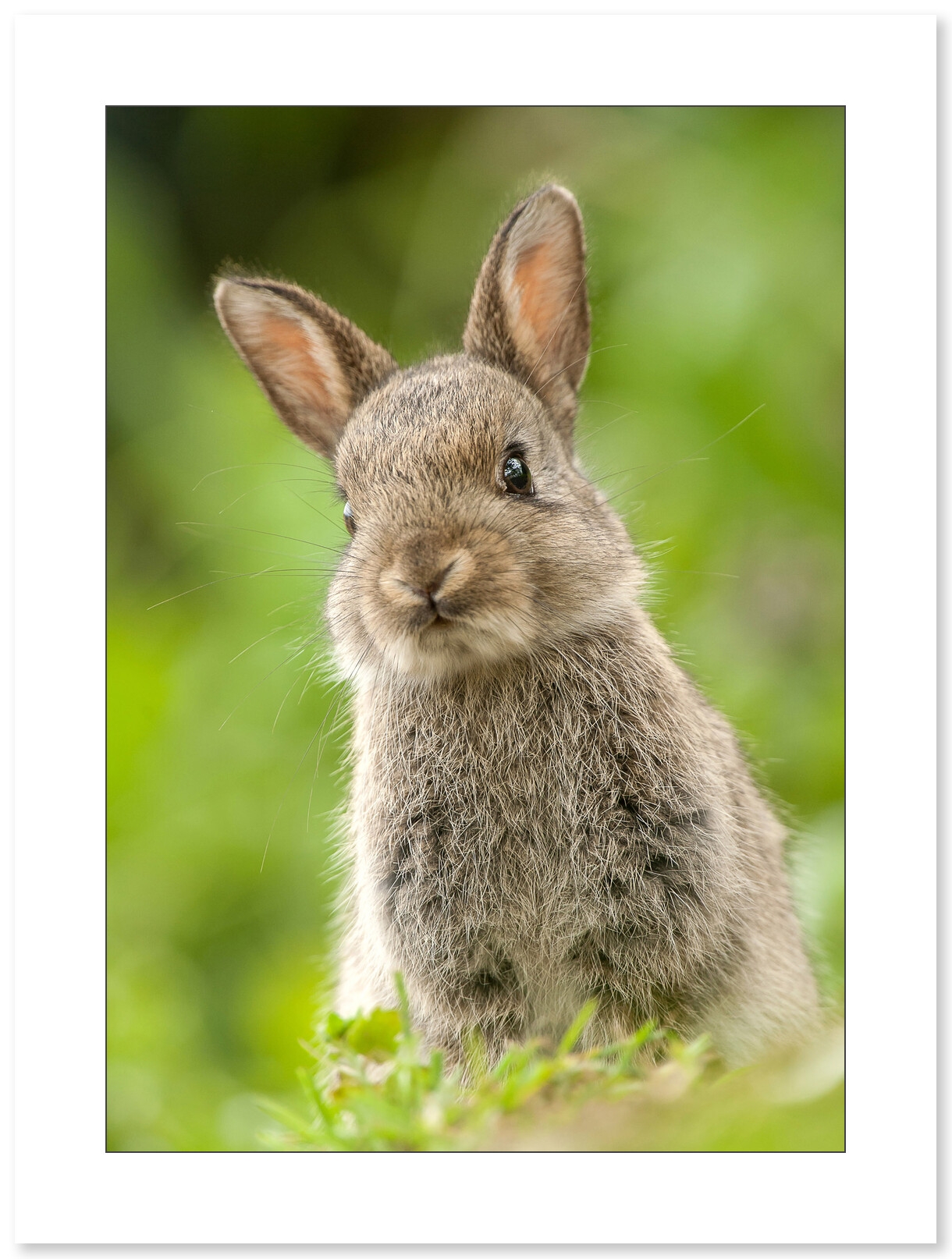 Lapin de garenne par Cyril Doche - Galerie 361