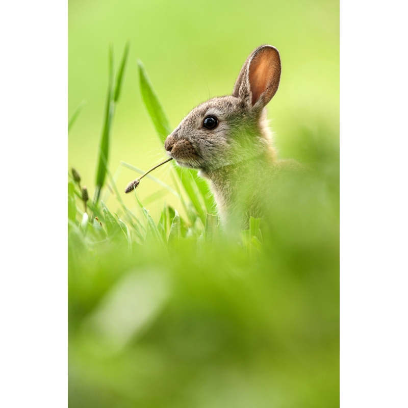 Lapin, photographie par Cyril Doche