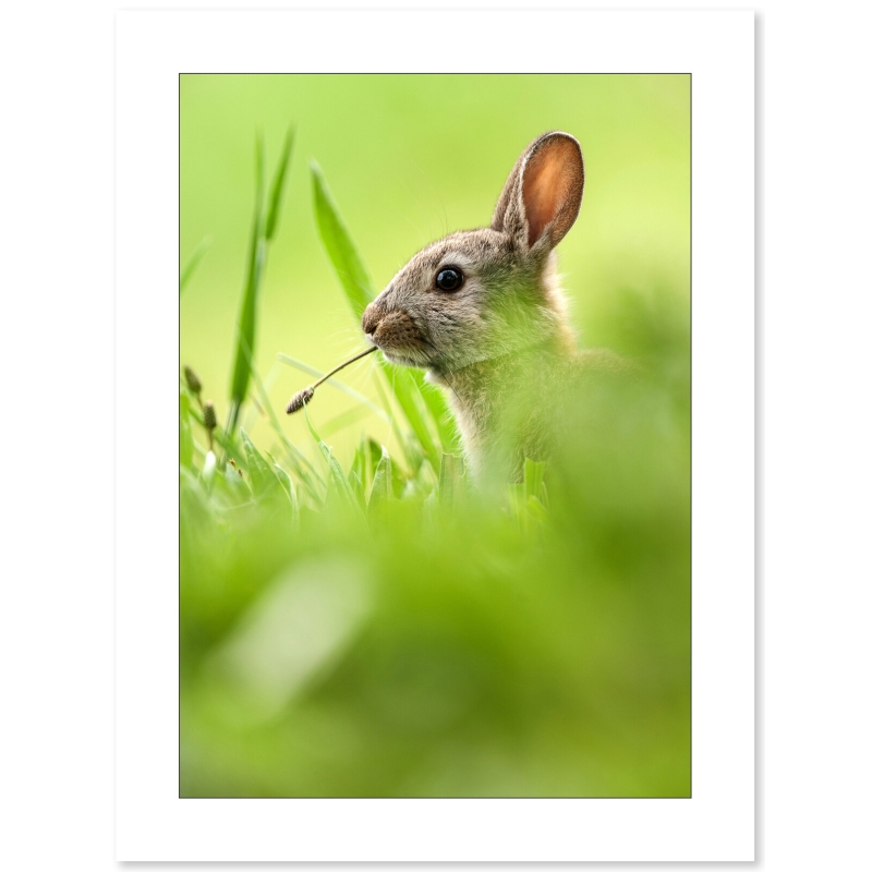 Lapin, photographie par Cyril Doche