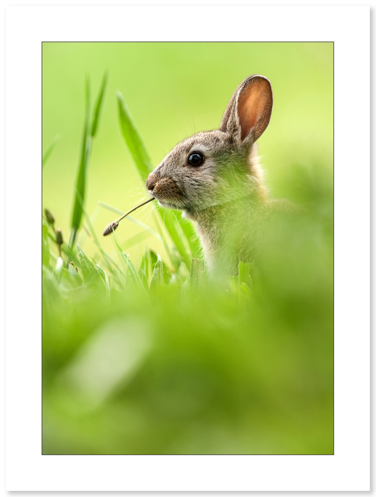 Lapin, photographie par Cyril Doche