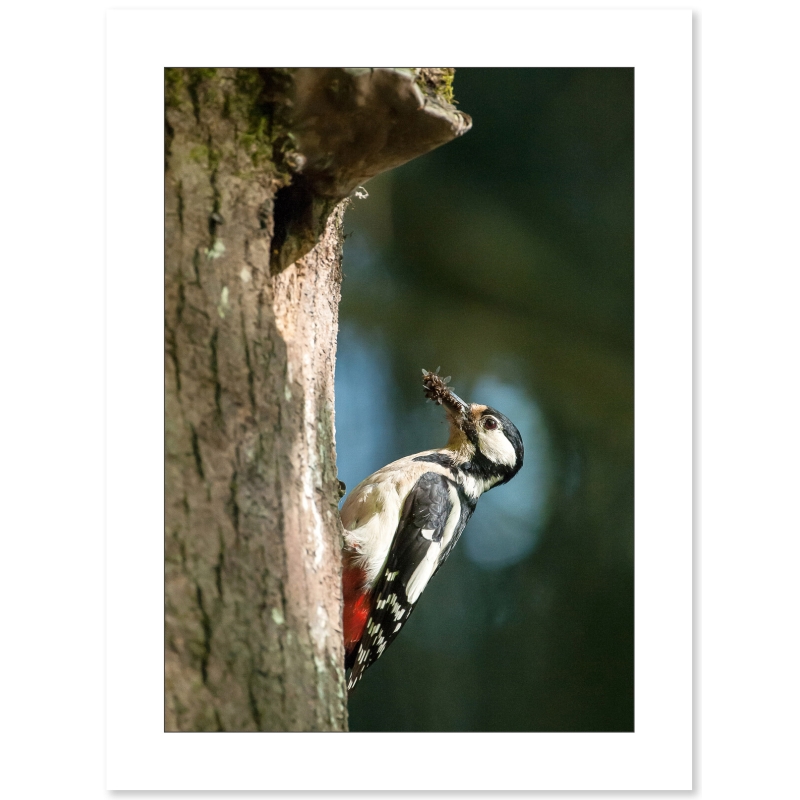 Photographie de pic épeiche par le photographe Dyril Doche