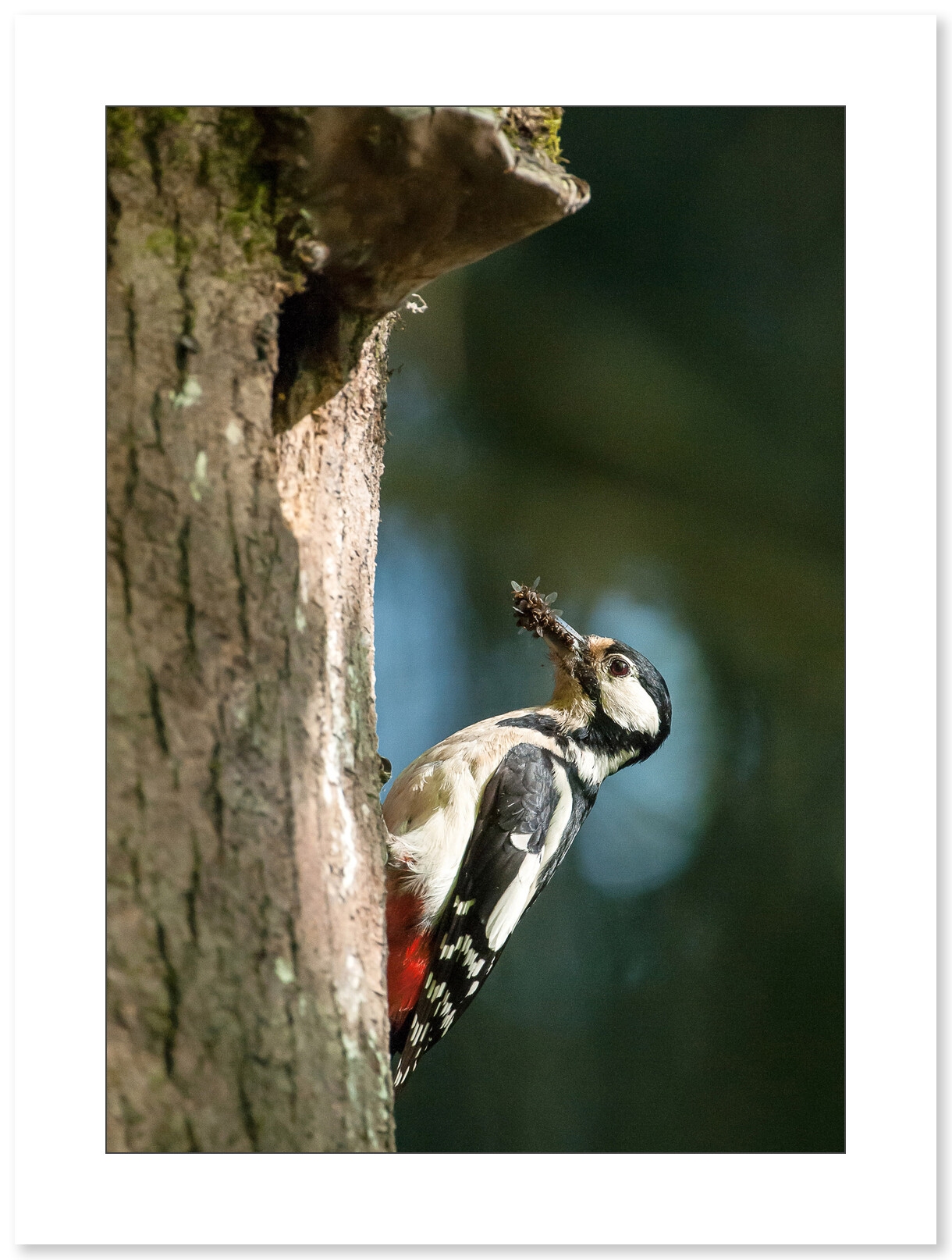 Photographie de pic épeiche par le photographe Dyril Doche