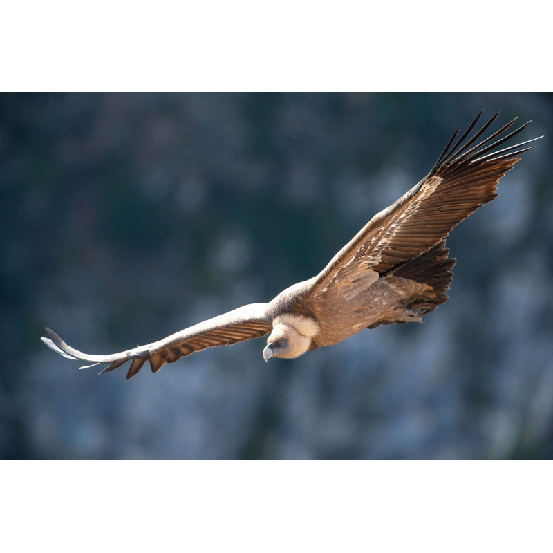 Vautour Fauve par le photographe Cyril Doche - Galerie 361