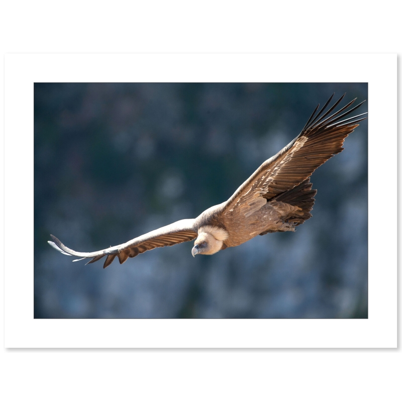 Vautour Fauve par le photographe Cyril Doche - Galerie 361