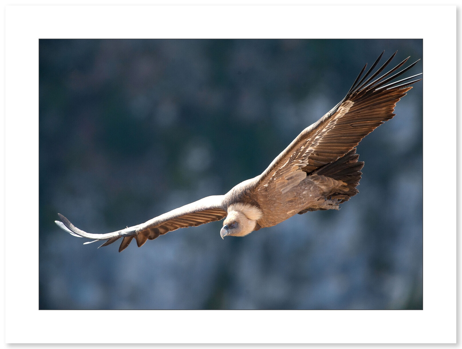 Vautour Fauve par le photographe Cyril Doche - Galerie 361