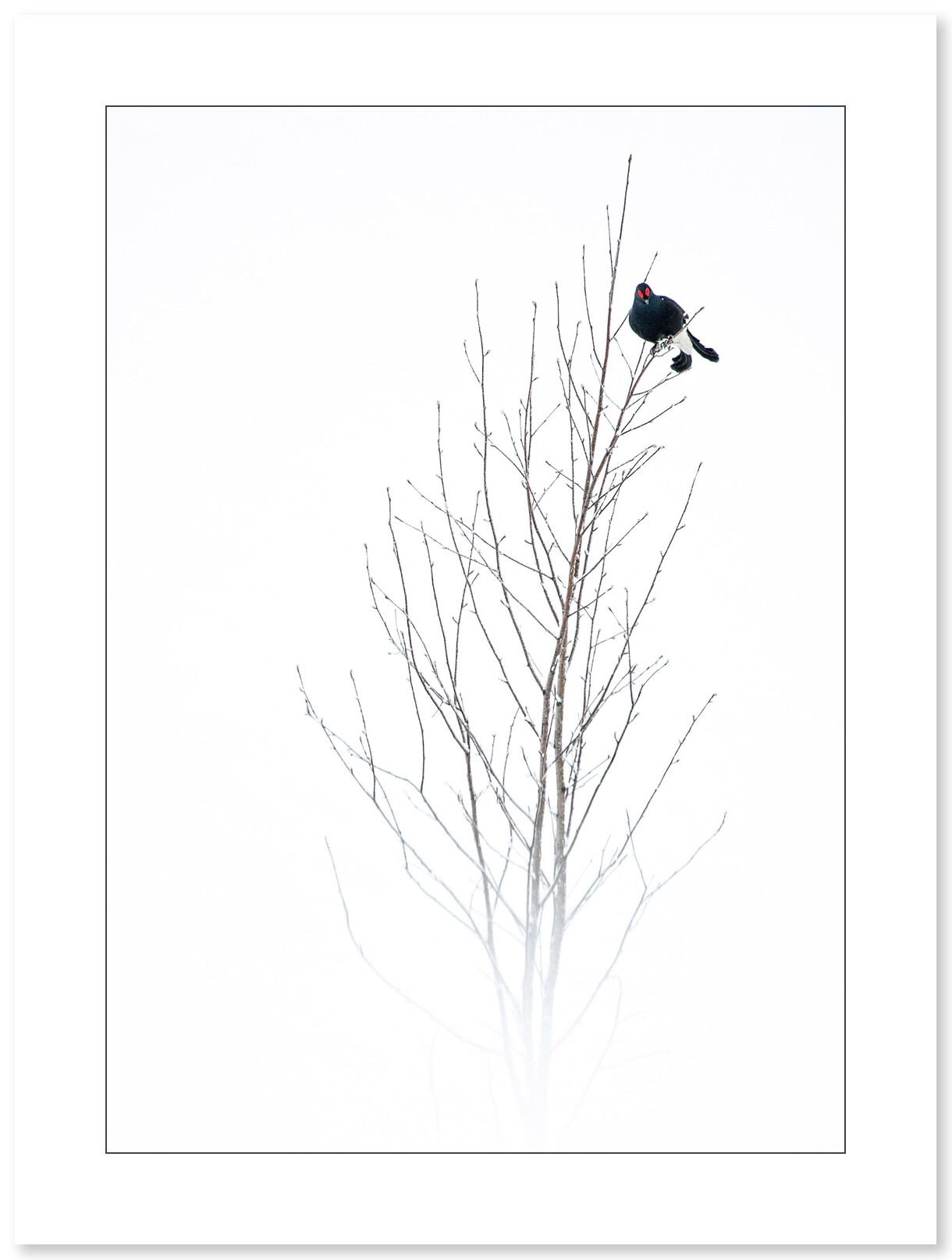 Tétras lyre photographié par Cyril Doche - Galerie 361