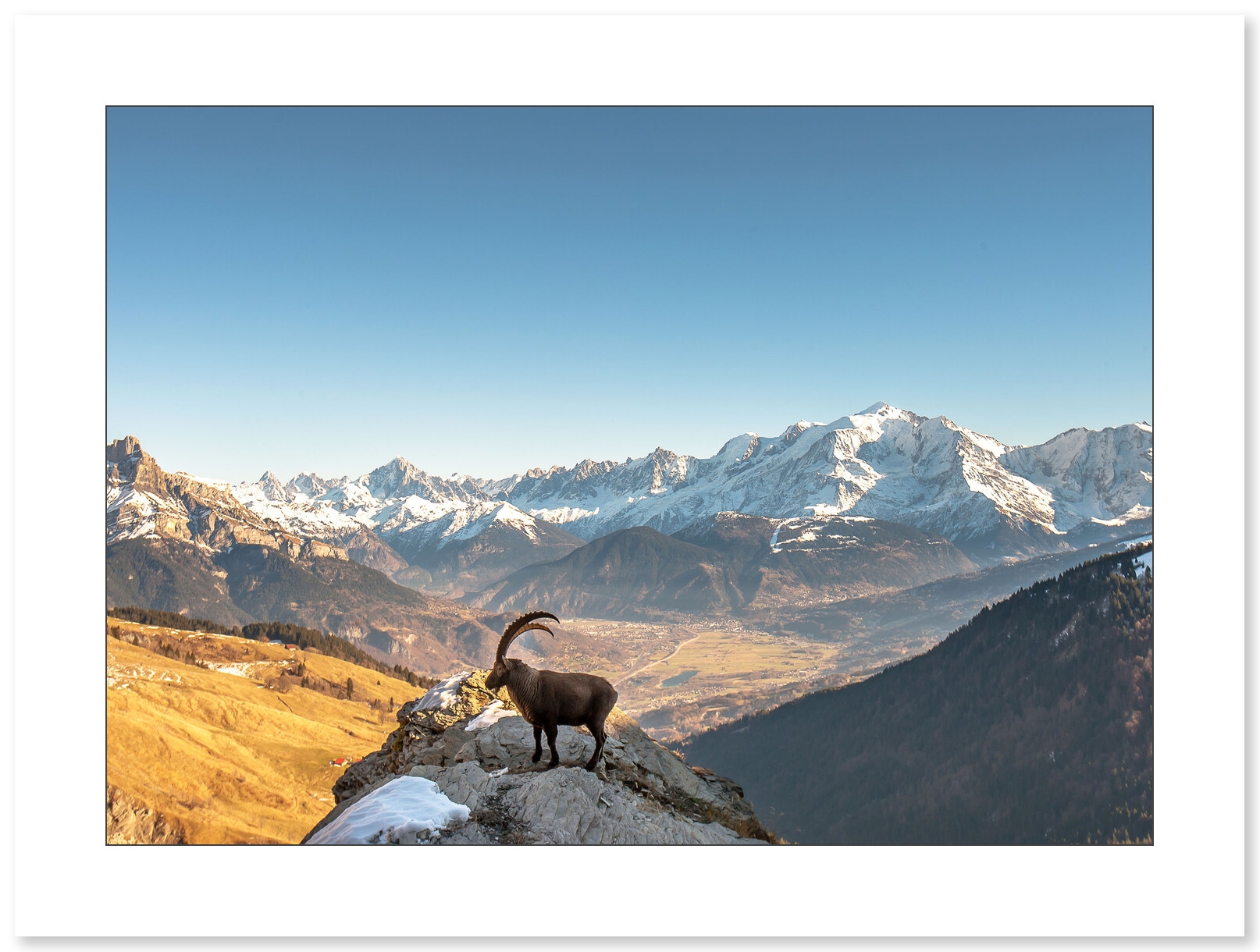 Photographie de bouquetin par Cyril Doche - Galerie 361