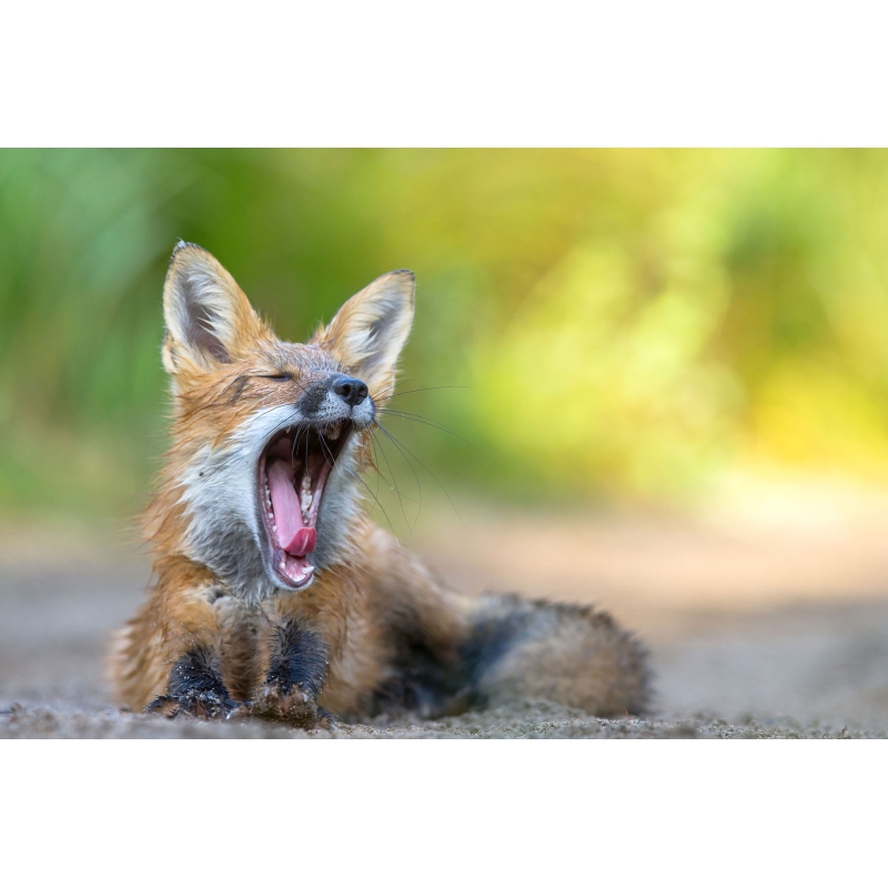 La sieste du renard par le photographe Cyril Doche - Galerie 361