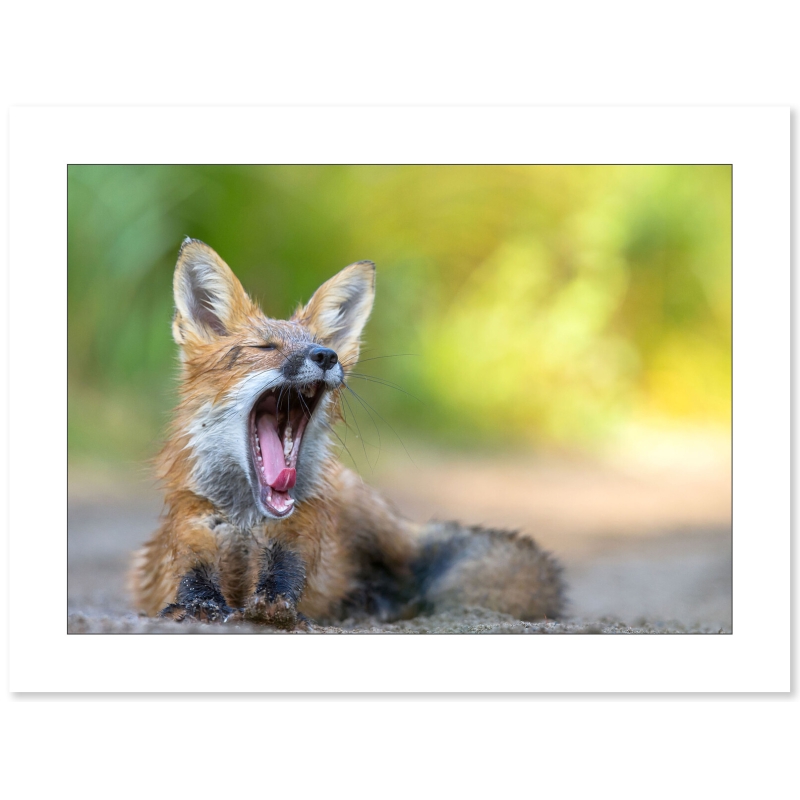 La sieste du renard par le photographe Cyril Doche - Galerie 361