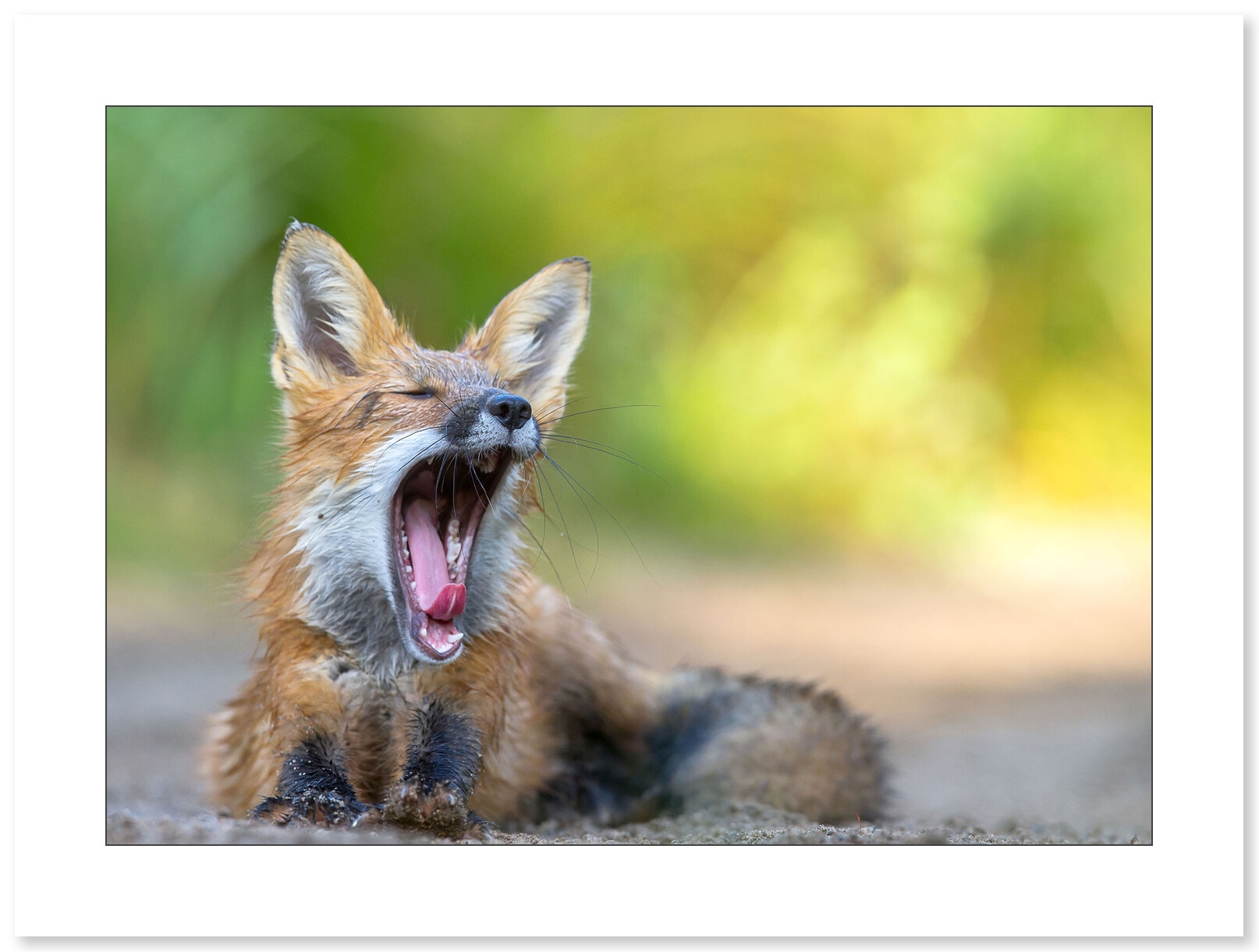 La sieste du renard par le photographe Cyril Doche - Galerie 361