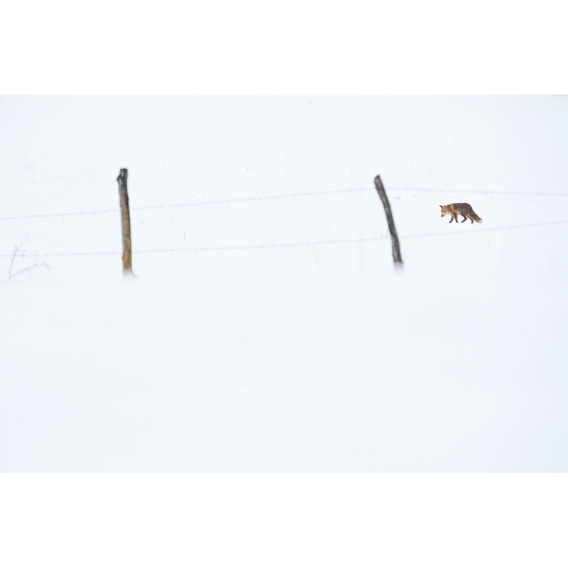 Renard en chasse en janvier par Cyril Doche - Galerie 361