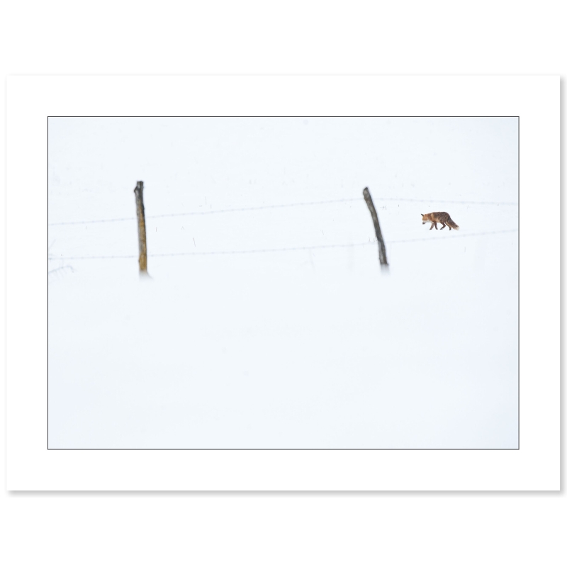Renard en chasse en janvier par Cyril Doche - Galerie 361