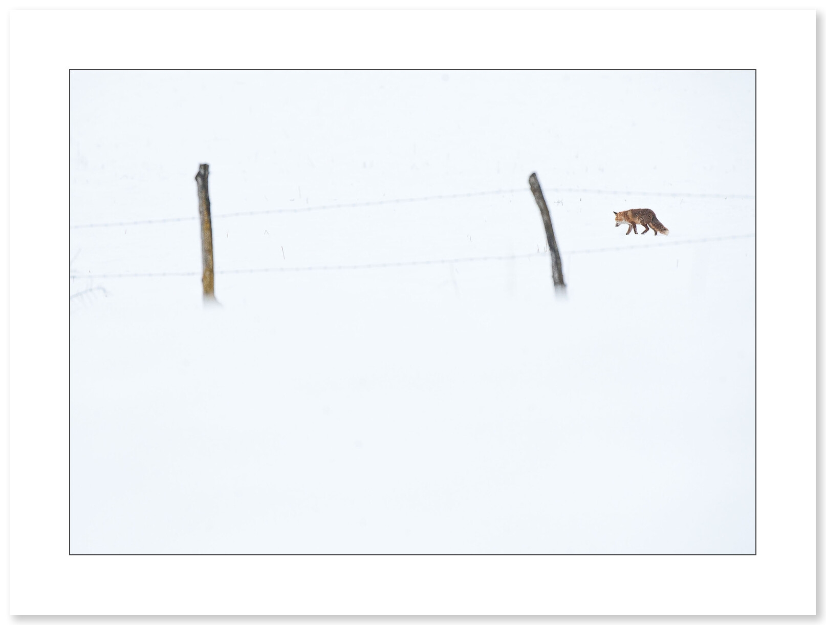 Renard en chasse en janvier par Cyril Doche - Galerie 361