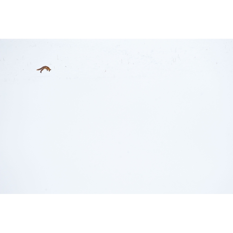 "D'un bond!", photo de Cyril Doche - Galerie 361