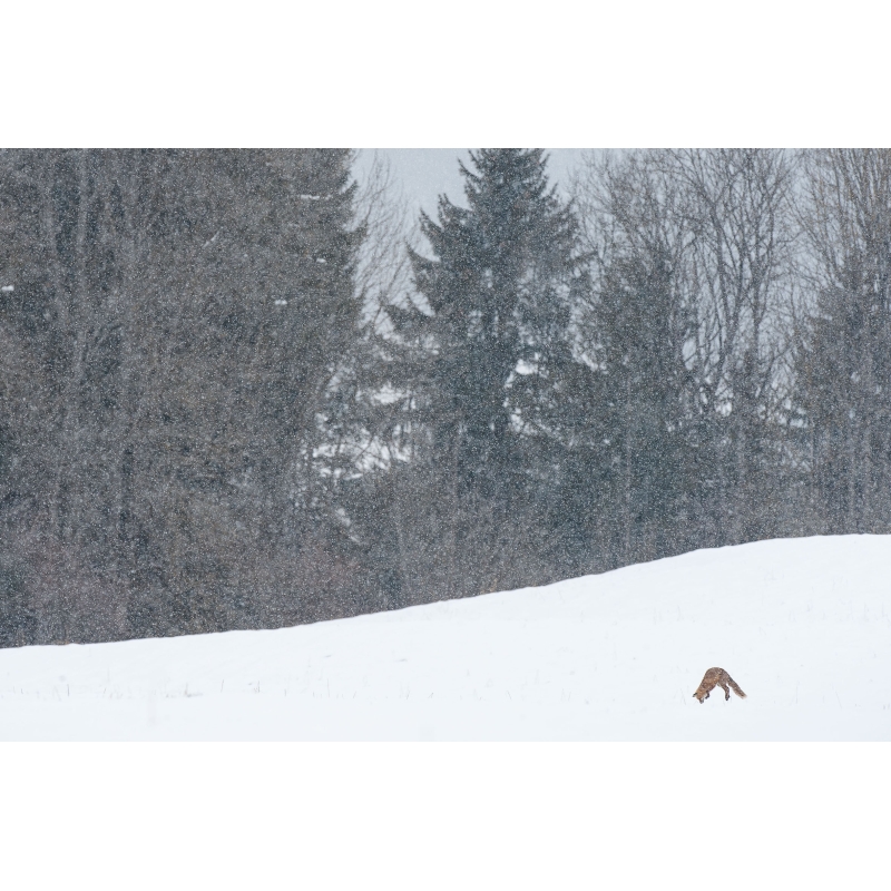Photographie Renard en chasse par Cyril Doche - Galerie 361