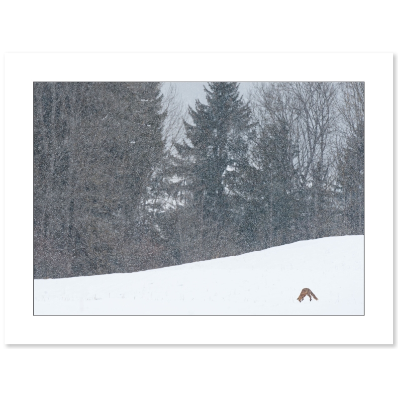 Photographie Renard en chasse par Cyril Doche - Galerie 361