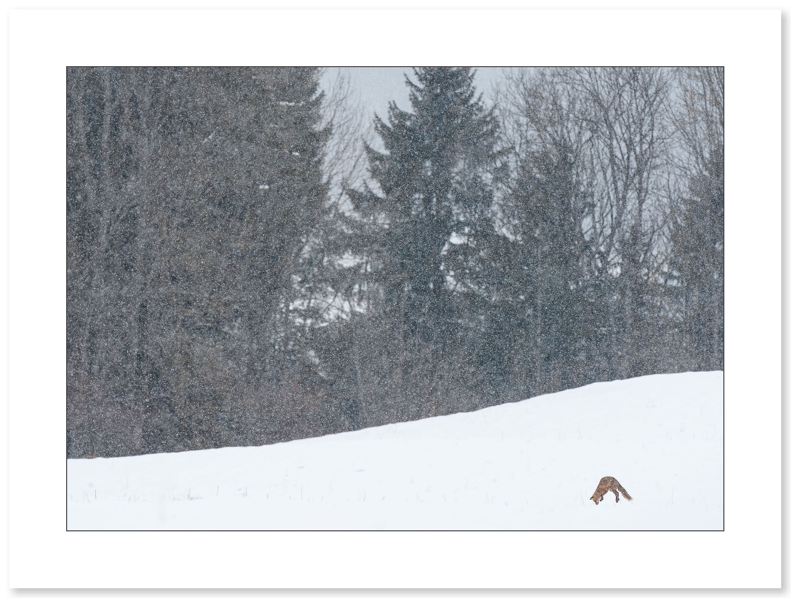 Photographie Renard en chasse par Cyril Doche - Galerie 361