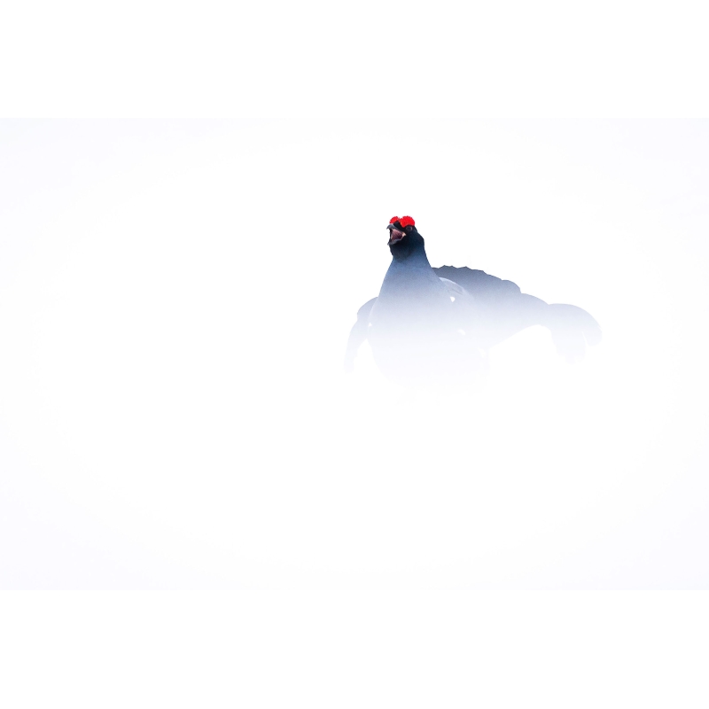 Photo de Tétras-lyre par Cyril Doche - Galerie 361