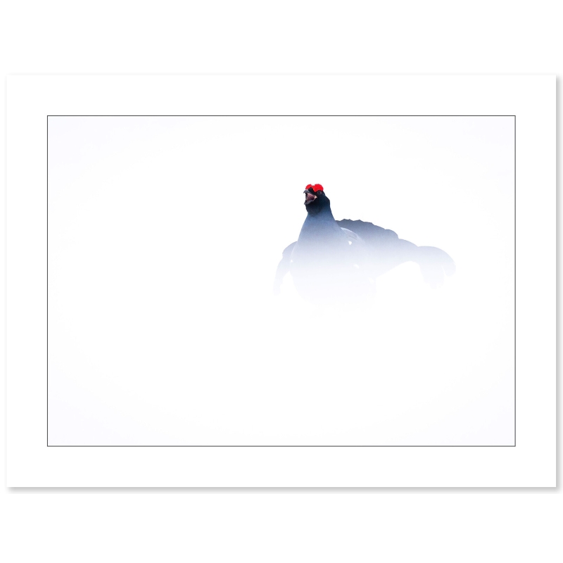 Photo de Tétras-lyre par Cyril Doche - Galerie 361