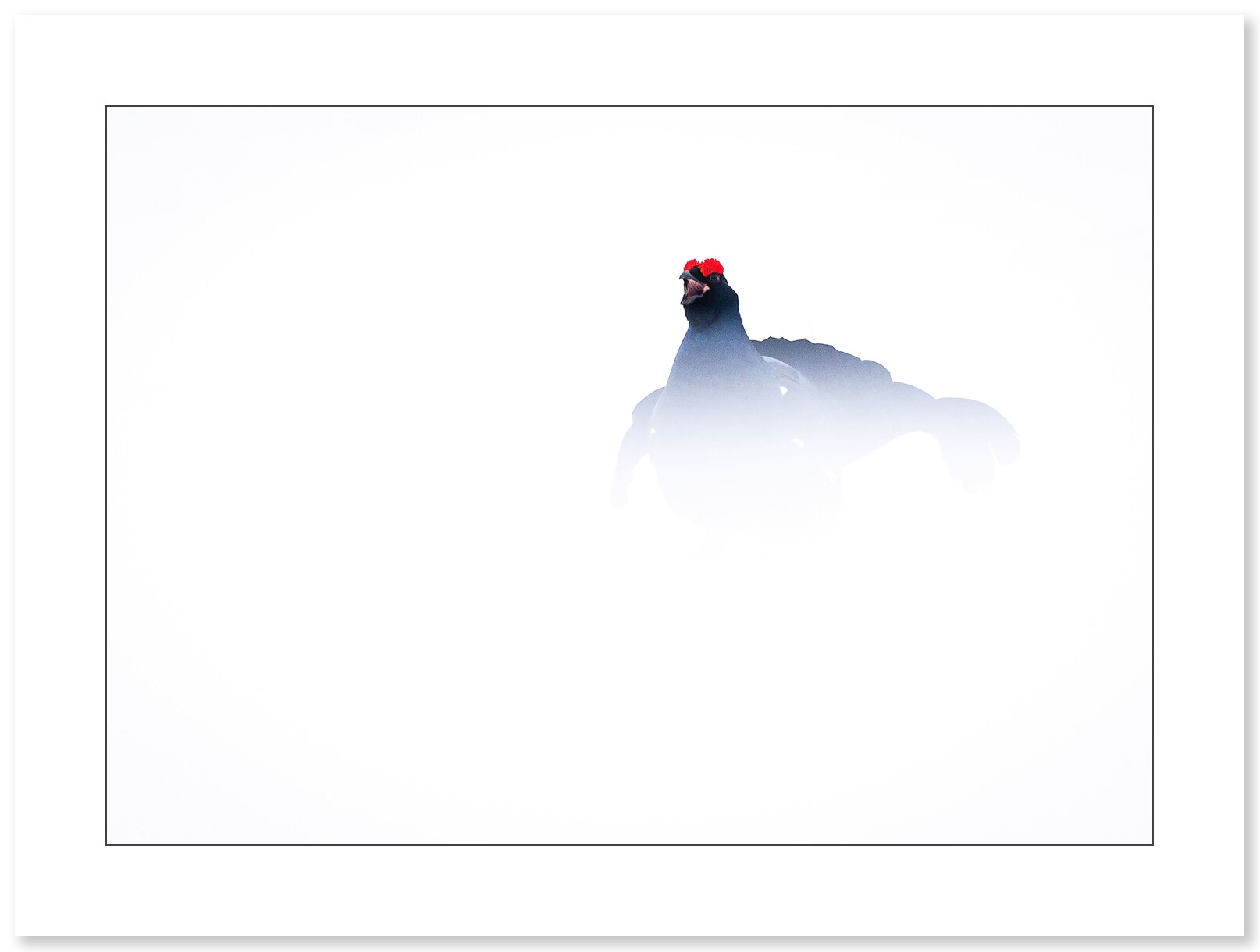 Photo de Tétras-lyre par Cyril Doche - Galerie 361