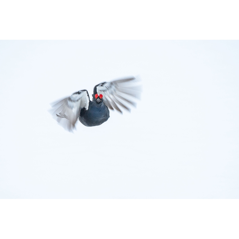 Tétras Lyre par le photographe Cyril Doche - Galerie 361