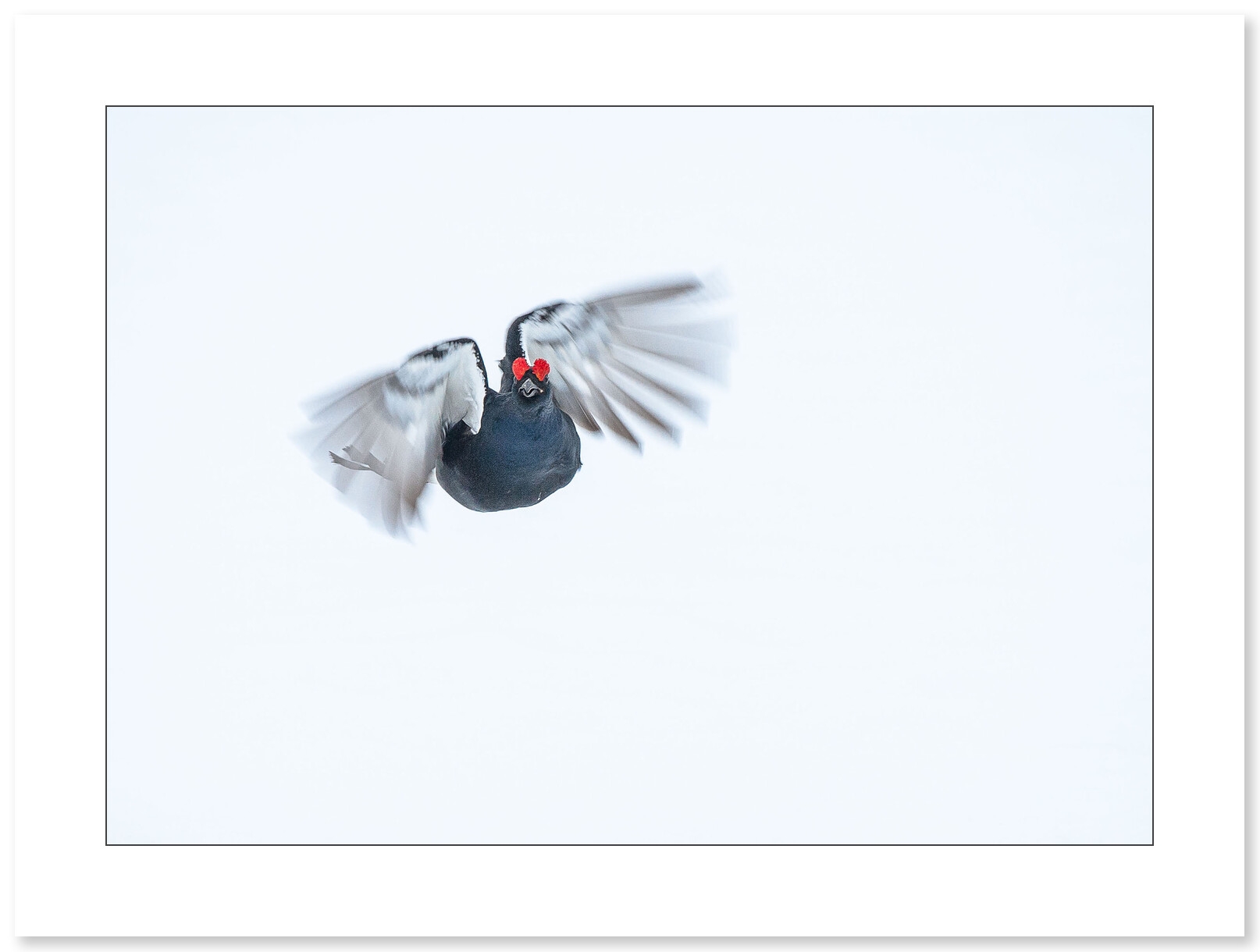 Tétras Lyre par le photographe Cyril Doche - Galerie 361